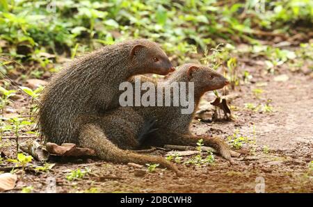 Gray Mongoose accoppiamento, Herpestes edwardsii, Sindhudurg, Maharashtra, India Foto Stock