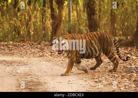 Aggrosive Male Tiger Crossing Road, Kanha Tiger Reserve, Madhya Pradesh, India Foto Stock