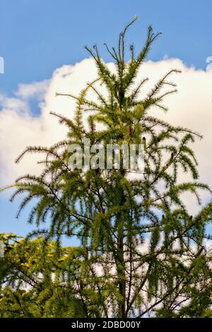 Cedrus deodara Aurea conosciuta come Deodar Cedar o Golden Himalayan Cedar nel parco britannico Foto Stock