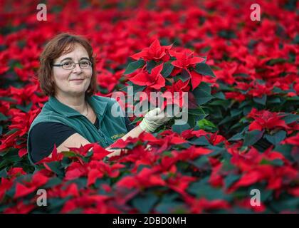 Manschnow, Germania. 16 Nov 2020. Yvonne Dietrich, giardiniere di Fontana Gartenbau GmbH, è in piedi in una serra piena di puntinsettias splendenti. La pianta ornamentale, che appartiene alla famiglia degli sprurge, ha il suo picco di stagione nelle settimane prima di Natale. Circa 20,000 poinsettie in vari colori e forme brillano attualmente nella serra di Fontana Gartenbau. Credit: Patrick Pleul/dpa-Zentralbild/ZB/dpa/Alamy Live News Foto Stock