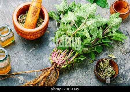Cespuglio di balsamo fresco al limone, foglie di melissa essiccate e tintura medicinale. Erbe medicinali. Foto Stock