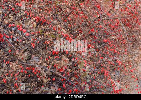 Berberis thunbergii. Cespuglio con bacche di barberry rosso a fine autunno. Messa a fuoco selettiva. Foto Stock