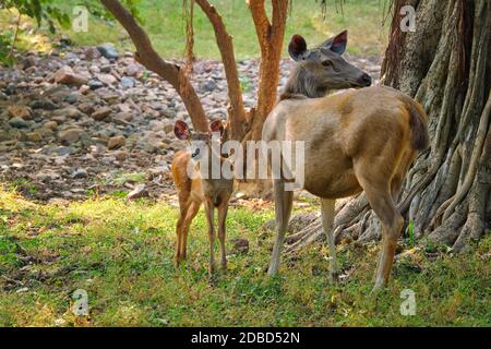 Femmina blu toro o nilgai è con un vitello un antilope asiatico in piedi nella foresta. Nilgai è endemica del subcontinente indiano. Ranthambore National par Foto Stock