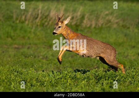 Caprioli veloci, capriolo capriolo, buck che perde pelliccia e saltare mentre corrono nella natura primaverile all'alba. Mammifero maschio che sparge coatingand primavera su Foto Stock