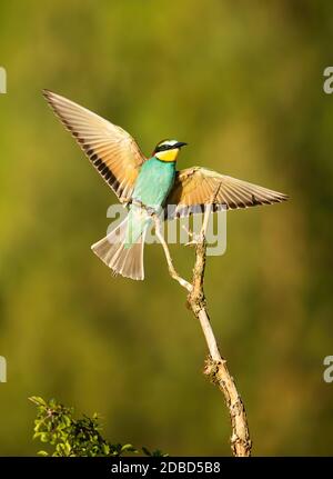 Coloratissimo apireo europeo, merops apiaster, seduta al sole illuminata dai raggi del sole mattutini nella natura estiva. Uccello selvatico attivo con aspetto esotico e colorato Foto Stock