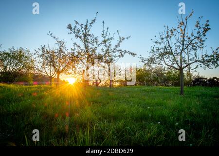 Travi e svasature in alba tra alberi da frutto in primavera Foto Stock