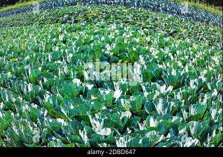 Agricoltura biologica in Germania - enorme campo di cavolo bianco Foto Stock
