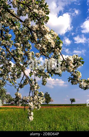 Paesaggio rurale con melo in fiore su un prato verde Foto Stock