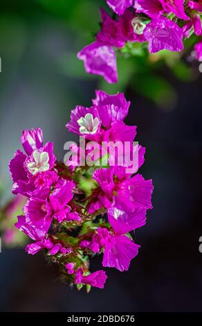 Limonium sinusatum, comunemente noto come lavanda di mare a foglia d'onda, statice, rosmarino di palude a foglia d'intaglio, rosa di mare Foto Stock