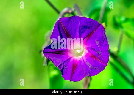 Ipomoea indica conosciuta come blu o blu oceano mattina gloria, koali awa, e blu aurora fiore Foto Stock