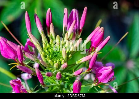 Cleome rosea conosciuto come fiore di ragno, pianta di ragno, erbaccia di ragno, o pianta di ape Foto Stock