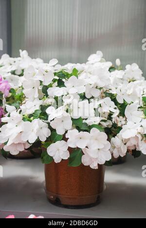 Impatiens bianco in vaso, nome scientifico Impatiens walleriana fiori anche chiamato Balsam, aiuole di fiori in bianco Foto Stock