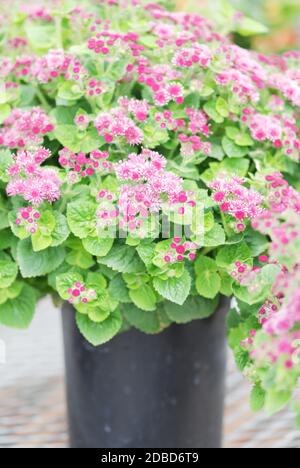 Ageratum, ageratum rosa, piante di vaso rosa nel vassoio nero Foto Stock