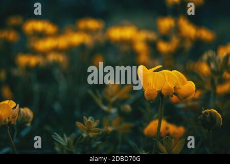 Primo piano di un fiore giallo di medicago arborea nel natura Foto Stock