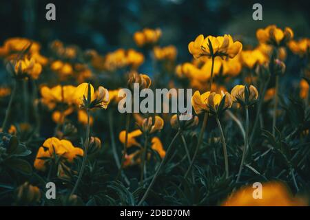 Primo piano di alcuni fiori gialli di medicago arborea in crescita natura Foto Stock