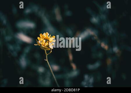 Primo piano di un gruppo isolato di piccoli fiori gialli su uno sfondo scuro non focalizzato Foto Stock