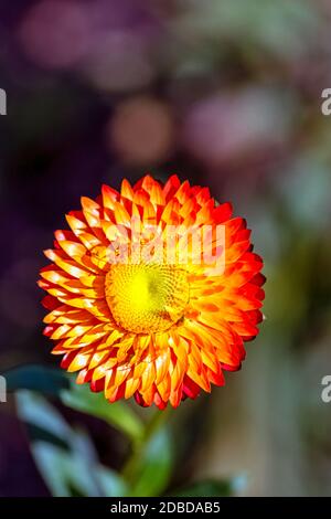 Xerochrysum bracteatum noto come oro eterno o fragola Foto Stock