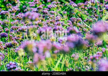 Verbena bonariensis conosciuta come purpletop, clustertop, sudamericano, brasiliano o argentino vervain, alta e bella verbena Foto Stock