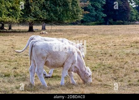 Bovini Charolais - tori giovani nella fattoria britannica Foto Stock