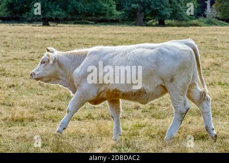 Bovini Charolais - tori giovani nella fattoria britannica Foto Stock