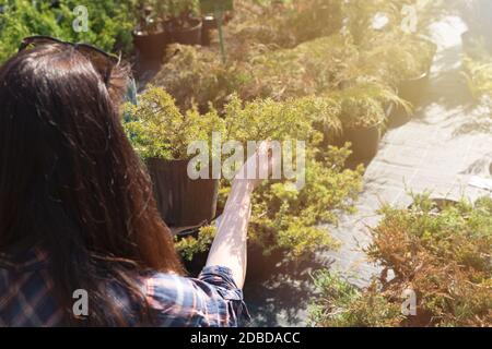 Donna scelta di conifera a outdoor vivaio Foto Stock