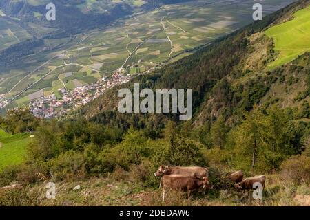 Un gruppo di mucche brune pascolano in alto in montagna, con Corzes e Val Venosta sullo sfondo, Italia Foto Stock