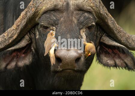 Due oxpeckers con fattura gialla sulla testa di bufalo del capo Foto Stock