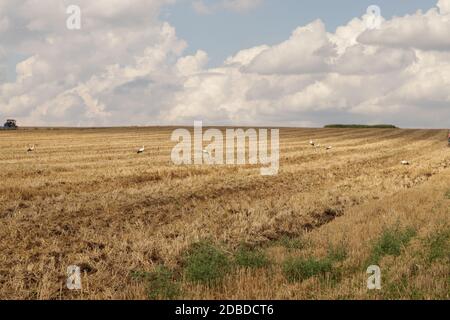 Un gregge di cicogne in un campo arato, che si riuniscono per la partenza in paesi caldi Foto Stock