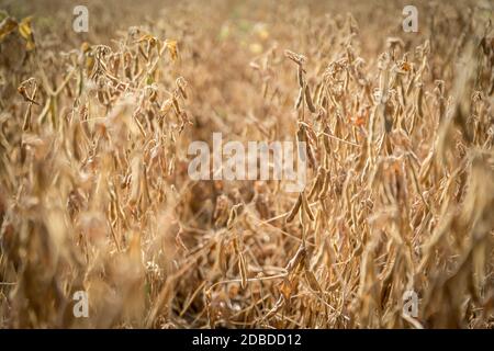 Semi di soia maturi pronti per la raccolta sul campo di un coltivatore. Concetto di produzione agricola Foto Stock