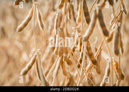 Semi di soia maturi pronti per la raccolta sul campo di un coltivatore. Concetto di produzione agricola Foto Stock