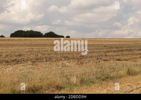 Un gregge di cicogne in un campo arato, che si riuniscono per la partenza in paesi caldi Foto Stock