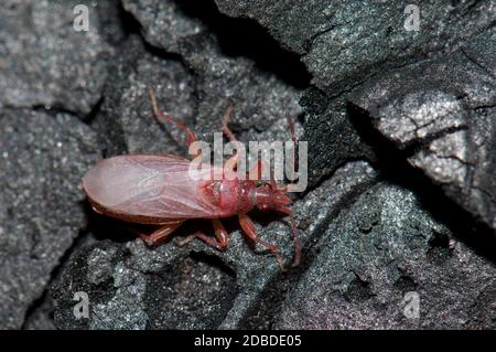 Vero bug su un tronco bruciato di pino delle Canarie, Pinus canariensis. Riserva naturale integrale di Inagua. Tejeda. Gran Canaria. Isole Canarie. Spagna. Foto Stock