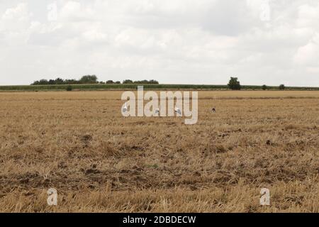 Un gregge di cicogne in un campo arato, che si riuniscono per la partenza in paesi caldi Foto Stock