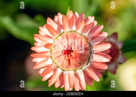 Xerochrysum bracteatum noto come oro eterno o fragola Foto Stock