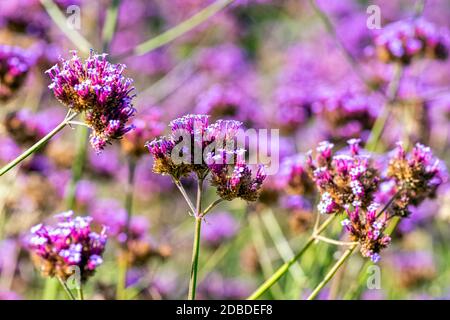 Verbena bonariensis conosciuta come purpletop, clustertop, sudamericano, brasiliano o argentino vervain, alta e bella verbena Foto Stock