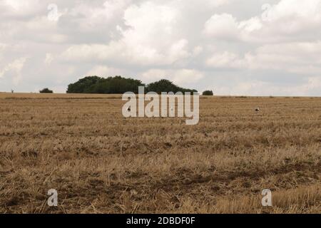 Un gregge di cicogne in un campo arato, che si riuniscono per la partenza in paesi caldi Foto Stock