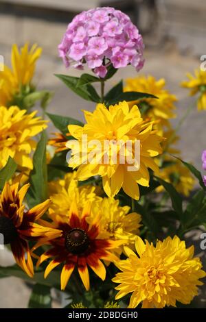 Il bel bouquet da girasoli, ortensie e crisantemi Foto Stock