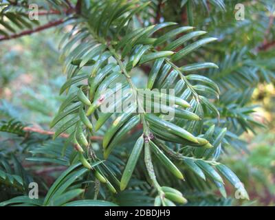Sempre verde Torreya giapponese, Torreya nucifera, in tarda estate Foto Stock