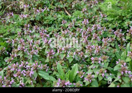 Fioritura nel giardino primaverile. Tappeto di fiori. Purpureo di lamio Foto Stock