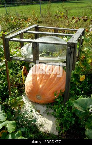 zucca gigante arancione in giardino, verdure autunnali e prato verde Foto Stock