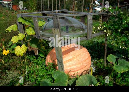 zucca gigante arancione in giardino, verdure autunnali e prato verde Foto Stock