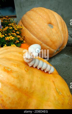 zucca gigante arancione in giardino, verdure autunnali con un bruco Foto Stock