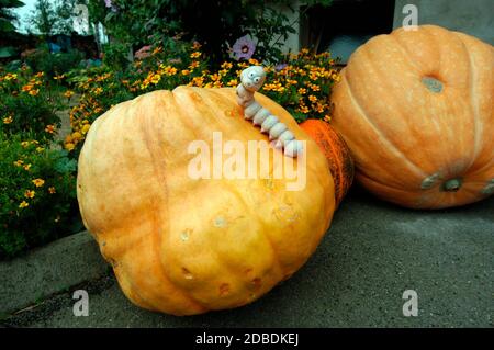 zucca gigante arancione in giardino, verdure autunnali con un bruco Foto Stock