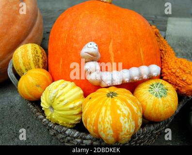 zucca di hokkaido o zucca di kuri rosso con il bruco in un cestino Foto Stock