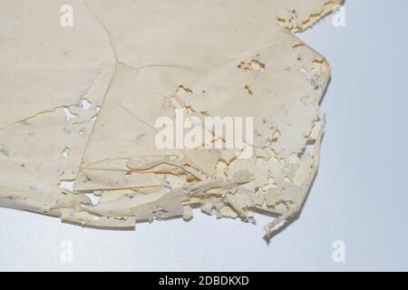 Carta inghiottita con pesce argenteo. Tracce di pesce argenteo che si rovinava su buste di vinile. Lepisma Foto Stock