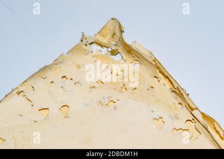 Carta inghiottita con pesce argenteo. Tracce di pesce argenteo che si rovinava su buste di vinile. Lepisma Foto Stock