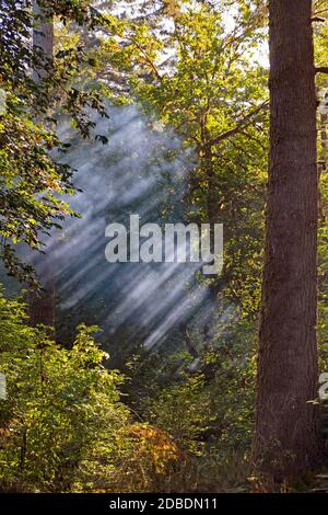 Luce del sole che cattura l'aria della foresta di Misty in del Norte Coastal Redwoods state Park in California Foto Stock