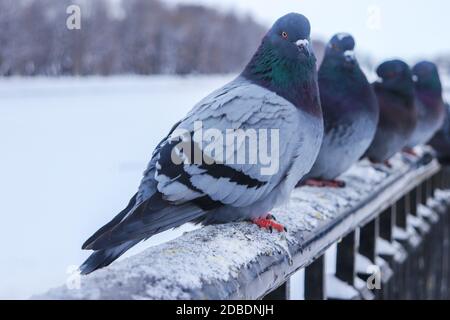 Piccioni in una fila sono seduti su un cast recinzione in ferro Foto Stock