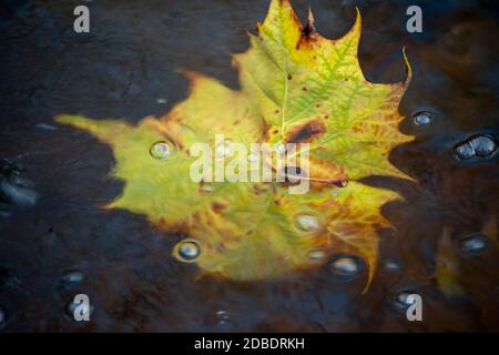 Grande foglia gialla in torrente boscoso da vicino, con bolle Foto Stock