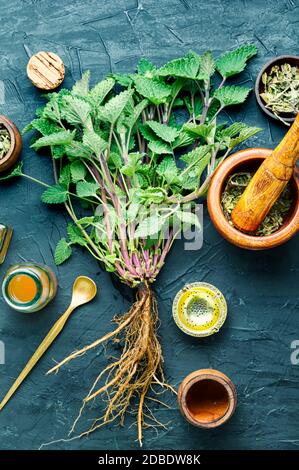 Cespuglio di balsamo fresco al limone, foglie di melissa essiccate e tintura medicinale. Erbe medicinali. Foto Stock